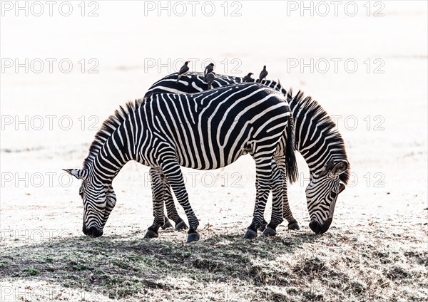 A pair of Crawshay's zebras