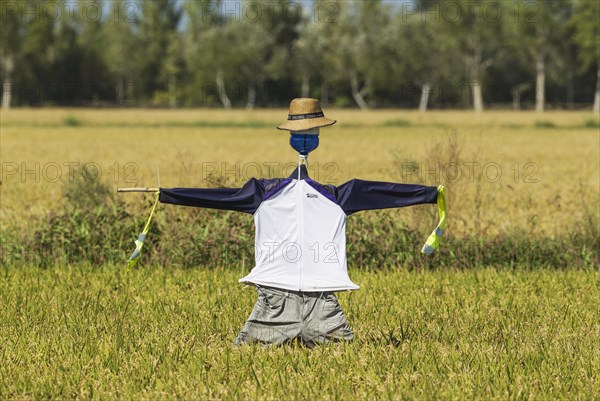 A scarecrow in a rice field