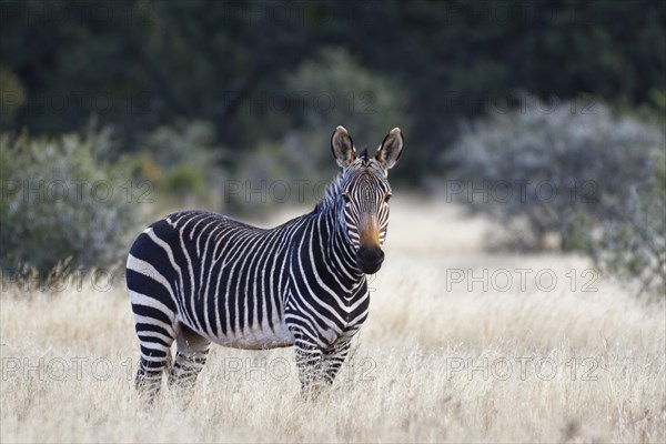 Cape mountain zebra