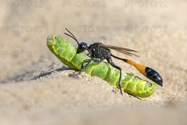 Common Sand Wasp