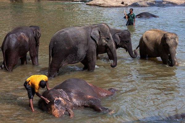 Mahouts clean Asian elephants