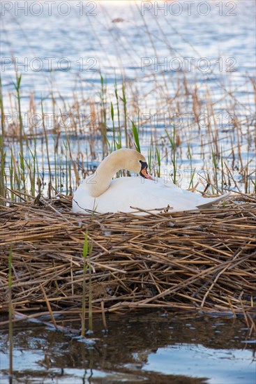 Mute swan