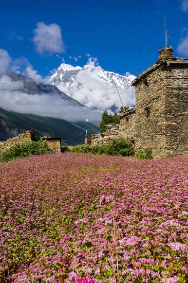 Farmhouse with pink buckwheat fields in blossom