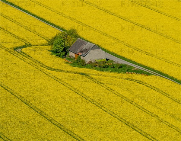 Rape fields on the city boundaries between Ruthen