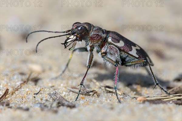 Northern dune tiger beetle