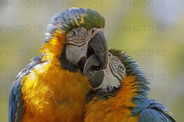 Blue and yellow macaws