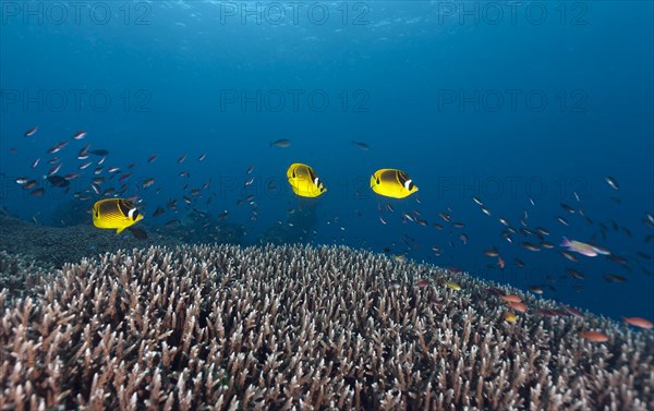 Raccoon butterflyfish