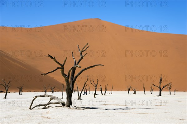 Dead camel or giraffe thorn