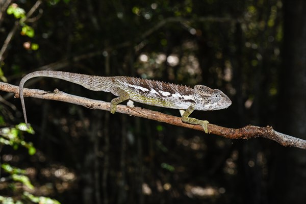 Warty chameleon