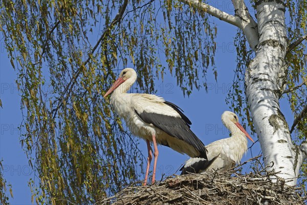 White Storks