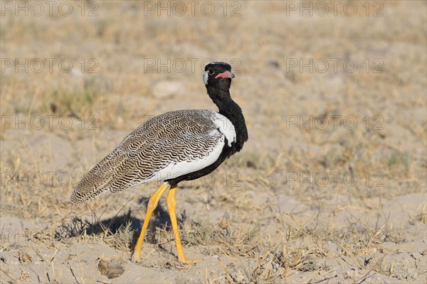 Northern black korhaan