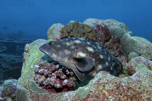 Whitespotted grouper