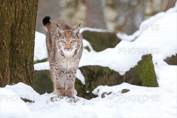 Eurasian lynx