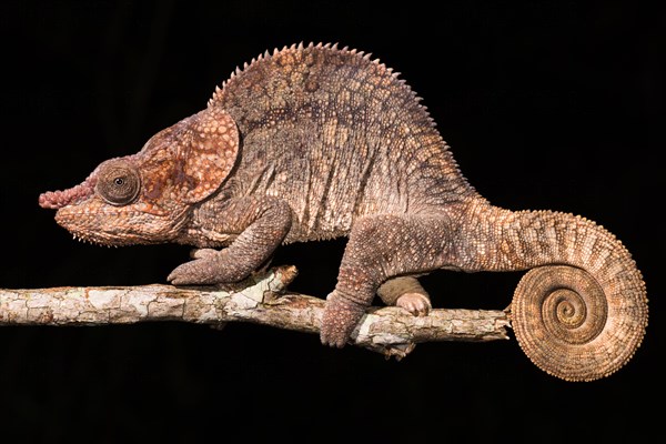 Short-horned chameleon