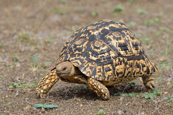 Leopard tortoise