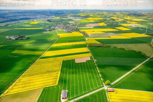 Flowering yellow rape fields