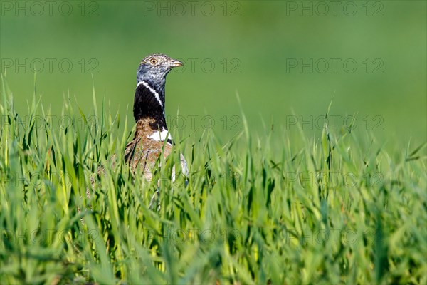 Little Bustard