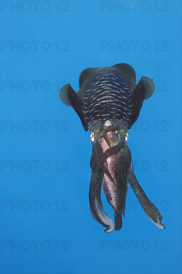 Bigfin reef squid