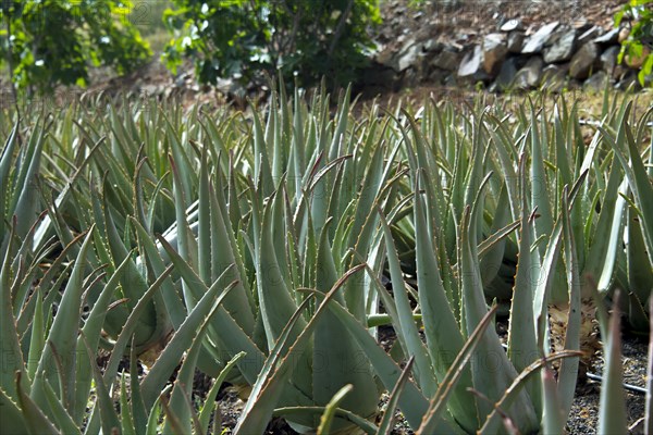 Aloe Vera