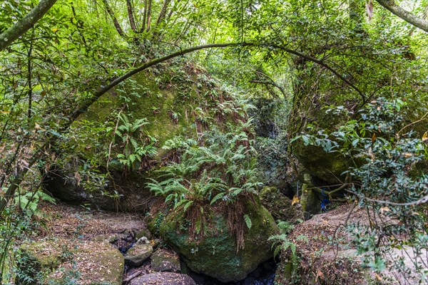 Forest with ferns by river