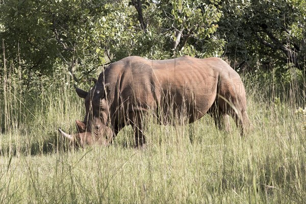 White rhinoceros