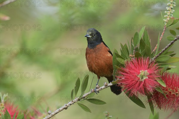 Orchard Oriole