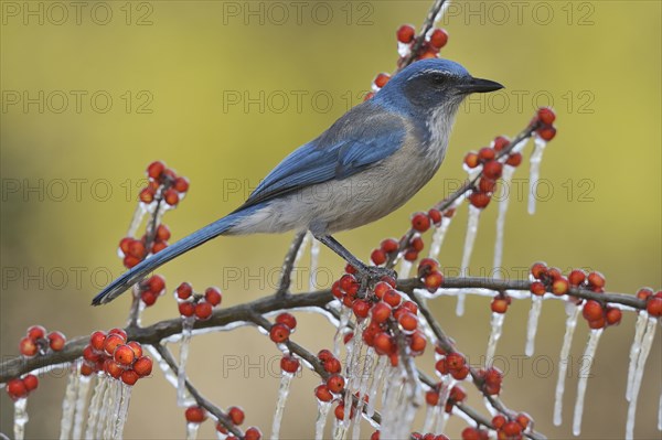 Western Scrub Jay