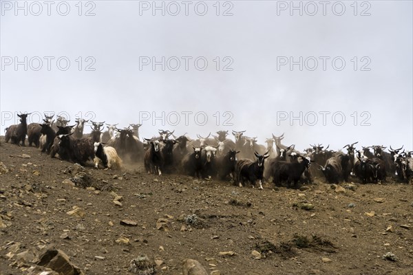 Herd of goats in search of food in barren landscape