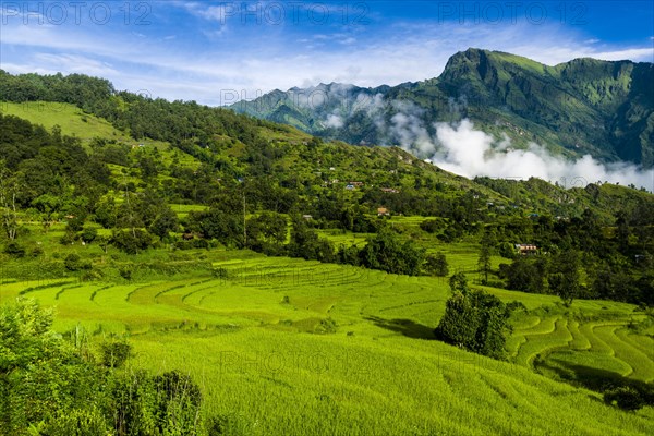 Agricultural landscape with green terrace rice fields