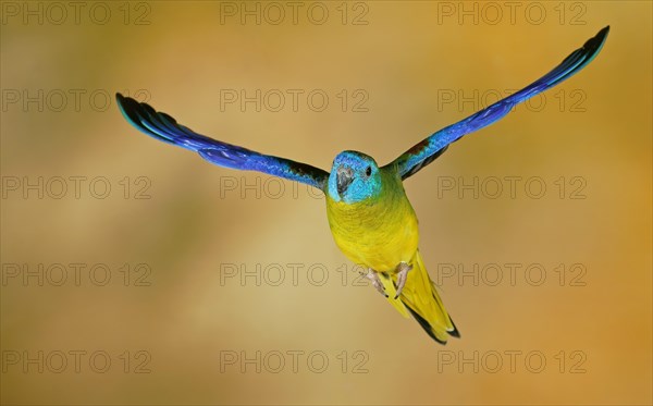 Turquoise parrot