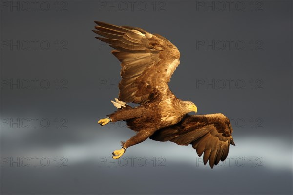 White-tailed eagle