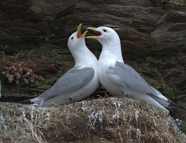 Kittiwakes