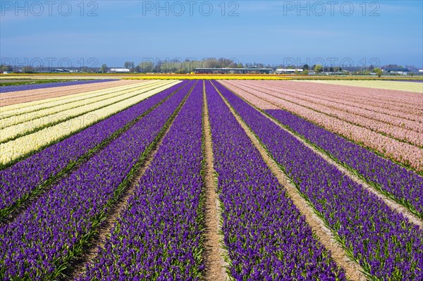 Hyacinths