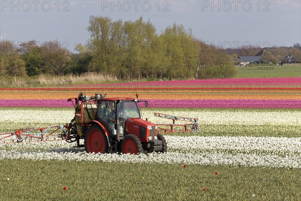 Tractor fertilizing blooming tulip fields near Alkmaar