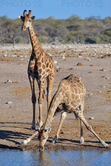 Angolan giraffes