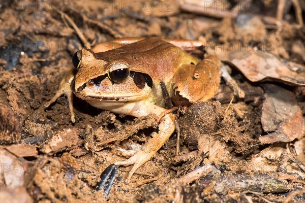 Madagascar Bullfrog