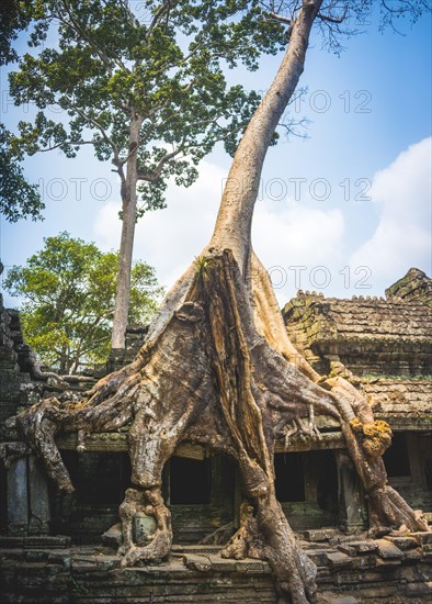 Roots of a Silk-cotton tree