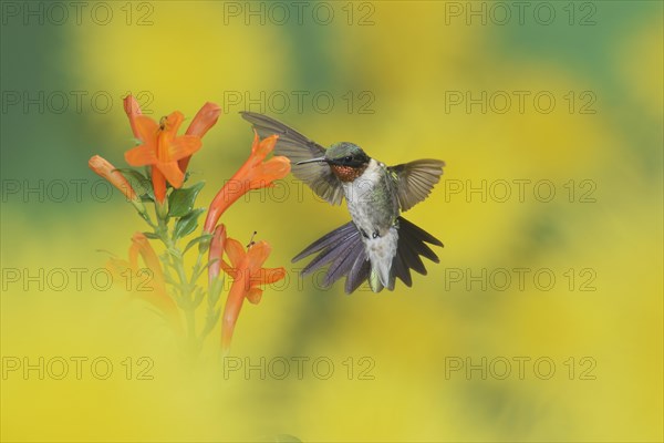 Ruby-throated Hummingbird