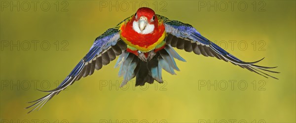 Eastern rosella