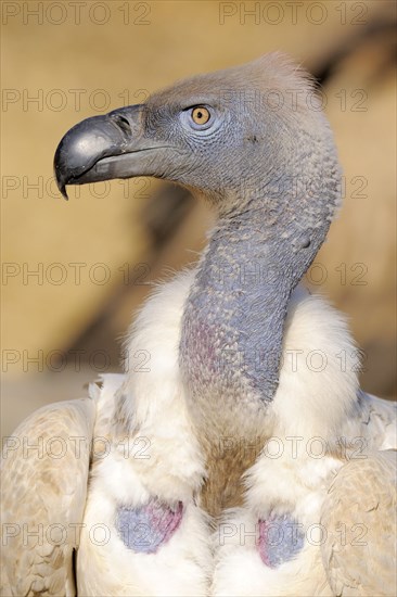 Cape vulture