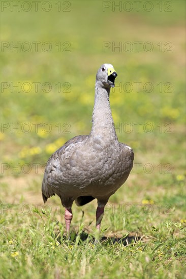 Cape Barren goose