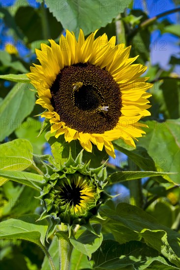 Flowering sunflower