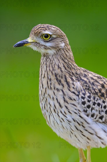 Spotted Thick-knee