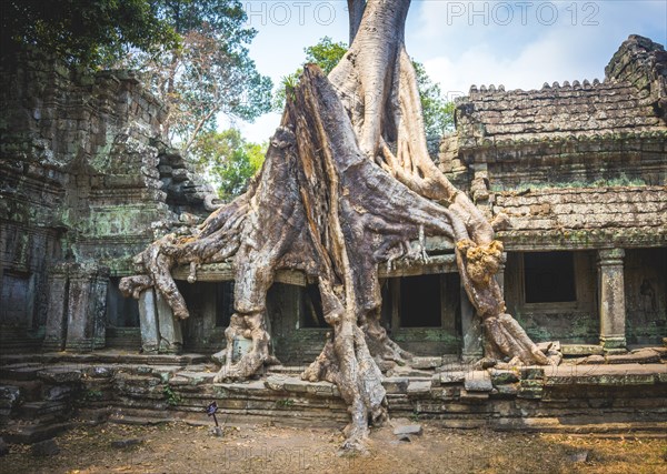 Roots of a Silk-cotton tree