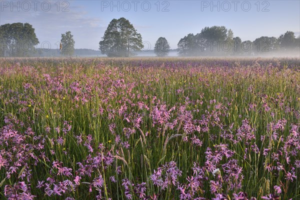 Meadow with Ragged Robins