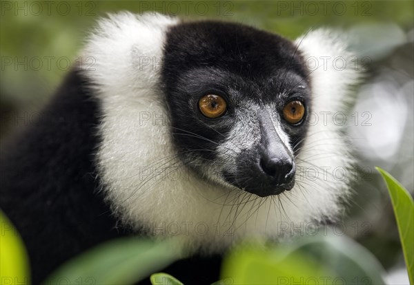 Black-and-white ruffed lemur