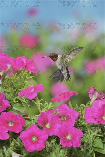 Ruby-throated Hummingbird