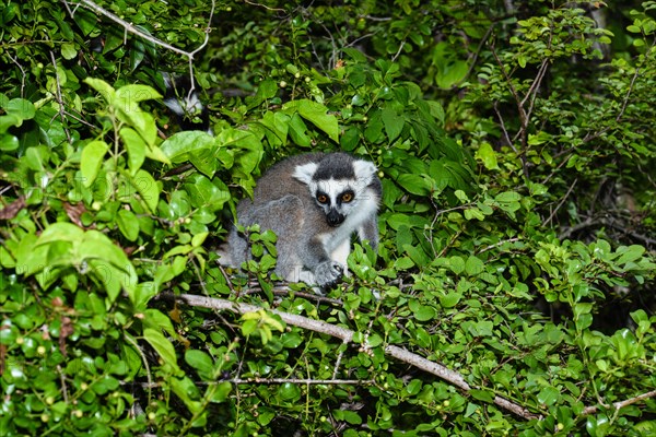 Ring-tailed lemur