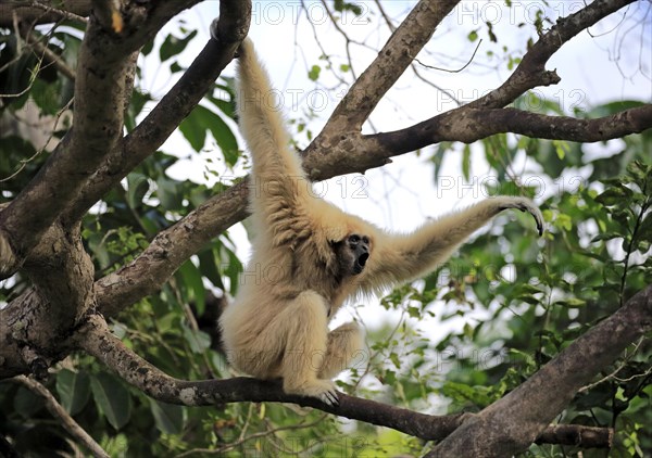 White hand gibbon