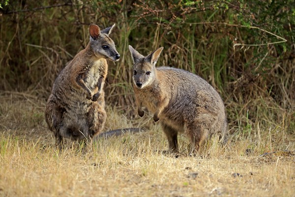 Two Tammar wallabies